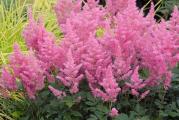  Astilbe je rizomasta visegodisnja biljka koja u nasim klimatskim uslovima ne mrzne. Astilbe su biljke senke i polusenke, ne podnose jako sunce.
Veoma su dekorativne, cvetaju celo leto. Preko zime nestanu, pa se na prolece pojave lepse i raskosnije.

Kupujete jedan rizom