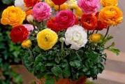 Ranunculus je visegodisnja, Zimootporna biljka neobicnog riZoma. Sade se od septembra do decembra na dubini od 5 cm. Cvetovi su jarkog boja, pa su Zbog toga veoma cesti u bastama i cvetnim aranZmanima. Period cvetanja april -maj. Visina rasta oko 40 cm
Kupujete 4 lukovice