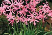 NERINE

Familija: Amaryllidaceae

Botanicki naziv: Nerine bowdenii

Opis vrste: To je visegodisnja, egzoticna lukovica poreklom iz Juznoafricke Republike. Lukovice su obicno izduzene. Nerine je jedna od najlepsih lukovica koju mozemo videti da cveta krajem jeseni. Cvasti su krupni, oko 20 cm, sa 6-12 cvetova bledo roze boje i nalaze se na bezlisnoj cvetnoj drsci visine 40 - 50 cm. Gaji se kao sobna biljka, jer cveta u vreme prvih mrazeva. Nezni cveticu se otvaraju jedan po jedan, sto produzava period cvetanja. Koristi se i kao rezan cvet.

Vreme sadnje: Maj - jun. Lukovice se sade plitko, tako da 1/3 lukovice viri iz zemlje. Lukovice se sade u saksije precnika 12-15 cm. Zemlja za sadnju treba da sadrzi dosta komposta i malo pregorelog stajnjaka. U pocetku, zalivati mlao, a kada lukovica nikne, pojacati zalivanje. Tokom leta drzimo je na severnoj strani kuce, te je tako skoro ceo dan u hladu.

Vreme cvetanja: od oktobra do decembra

Kupujete jednu odraslu lukovicu.