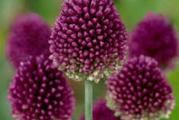 Alium sphaerocephalon ( sferocefalon)

Ukrasni lukovi pripadaju jesenjim lukovicama, sto znaci da se sade od septembra do decembra, ne mrznu i cvetju u prolece \ leto.

Lukovice Ukrasnih lukova su veoma otporne, lako se razmnozavaju i odrzavaju. Mogu se saditi na suncanim polozajima.

Lukovi ne vole da , , plivaju `` u vodi, narocito u periodu mirovanja, zato je pozeljno posaditi ih na dobro drenirano mesto.

Ovu vrstu ukrasnog luka odlikuje sitniji cvet ( precnik 2-3 cm). Veoma otporna vrsta na susu, pa se lukovice mogu saditi na vikendicama ili nekom drugom mestu koje nema previse vode. Visine rasta oko 80 cm. Cvet traje vrlo dugo ( vise od mesec dana). Idealna vrsta za rezani cvet.

Kupujete 5 lukovica.