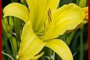 16. Hemerocallis Lemon Yellow - Zuti

Visegodisnja biljka iz porodice ljiljana. Pojedine vrste se brzo razmnozavaju i formiraju lepe grmove. Veoma je dekorativna. Skromna prema uslovima stanista, uspeva kako na suncanim tako i na polusuncanim mestima. Cvetovi jako zanimljivi i podsecaju na cvet ljiljana. Cveta od juna do septembra. Biljka je zimootporna, ne mrzne.