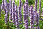 Agastache- mirisna kopriva 

Višegodišnja, zimootporna , žbunasta, aromatična, vrlo atraktivna biljka koja cveta već u prvoj godini sadnje. 
Domovina ove bilke je Severna Amerika, gde suu je Indijanci boristili kao biljni zalađivač. 
Uspeva na skakom tipu zemljišta, umereno bogatom organskim materijama, na polusunčanim i sunčanim mestima. Tokom leta traži ćešće zalivanje, laka je za negovanje i održavanje. Visina biljke je 75-100cm. Vreme cvetanja juni-oktobar, cvetovi ljubičastoplave boje. 
Upotreba:koristi se zbog svog dekorativnog-atraktivnog izgleda kao hortikulturna vrsta, predivno izgleda poseđena u saksijama, žardinjerama, u biljnoj aromatičnoj bašti na terasi, kao i u bašti posađena u kombinaciji sa perenama. 

Koristi se kao rezan cvet za aranžiranje buketa,sveža ili kao osušena za suve zimske aranžmane. 

Takođe koriste se cvet i list za voćne salate i voćne koktele,dodatak sezonskim salatama,u jelima od mesa plileće i svinjsko, u kolačima pita sa jabukama itd. 
U pčelarstvu kao medonosna biljka, štiti košnice od najezde mrava, drugih insekata i moljaca, iz tih razloga sadi se 
kao bilka prevntivau neposrednoj blizini košnica. 
Posle prvog mraza biljku treba orezati na visinu 10cm od zemlje. Biljka ne mrzne. 
Biljka koju prodajem prikazana je na slici 2.