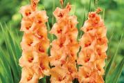 Gladiole su letnje lepotice krupnih cvetova koji se postepeno otvaraju od osnove ka vrhu.
Gladiola je visegodisnja lukovicasta biljka koja se veoma lako gaji, a dugo mozete uzivati u njenoj lepoti.

Lukovice se sade od marta meseca na suncanim do polusuncanim polozajima na dubini od 10 cm.
Ova sorta je visine rasta oko 120 cm, krupnih je cvetova i stabilne cvetne drsne. Prelepo izgledaju posadjene u bastama, cvetnim lejama, velikim saksijama, a predivne su i u cvetnim aranzmanima.
U toku vegetacije im je potrebno dosta vode.

Kupujete 5 lukovica sa poslednje slike.