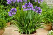 Africki ljiljan - Agapanthus

Agapanthus je visegodisnja i zimootporna biljka.

U prolece se pojavljuju sabljasti listovi, a u junu se formira cvetna drska visine do 80 cm. Cvet je plave boje, loptastog oblika. Jako dugo traje i moze se koristiti kao rezani cvet
Kupujete jednu sadnicu.


Odlicno podnose sunce, ali mogu uspevati i u polusenci.



