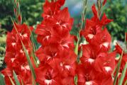  Gladiole su letnje lepotice krupnih cvetova koji se postepeno otvaraju od osnove ka vrhu.
Gladiola je visegodisnja lukovicasta biljka koja se veoma lako gaji, a dugo mozete uzivati u njenoj lepoti.

Lukovice se sade od marta meseca na suncanim do polusuncanim polozajima na dubini od 10 cm.
Ova sorta je visine rasta oko 120 cm, krupnih je cvetova i stabilne cvetne drsne. Prelepo izgledaju posadjene u bastama, cvetnim lejama, velikim saksijama, a predivne su i u cvetnim aranzmanima.
U toku vegetacije im je potrebno dosta vode.

Kupujete 5 lukovica sa poslednje slike.