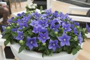 Platycodon grandiflorus , kineski zvončić 
Familija: Campanulaceae 
Vreme sađenja: u jesen ili proleće. Gomolji se sade vrlo plitko 2-3cm. 
To je višegodišnja zimootporna biljka visine oko 50cm.cveta od juna do septembra.Cvetovi su pojedinačni na vrhovima stabljike i grana, zvonoliki, krupni, do 8cm, bez mirisa.Zvonasti cvetovi čine ovu vrstu veoma atraktivnom ! U modernim baštama prestavlja raritet i relativno interesantnu biljku. Osim dekorativnog izgleda koristi se kao i rezan cvet.Koren svež ili osušen veoma je popularan sastojak azijske kuhinje. Platikodon se takođe koristi u tradicionalnoj kineskoj, korejskoj medicini za lečenje bronhitisa, astme bola u grlu, upalu krajnika i td. 
U bašti zahteva sveže, vlažno i plodno zemljište. Ne podnosi jako sunce. Dobro uspeva na polusunčanim mestima, takođe dobro raste i u senci drveta. Obično se sadi u malim grupama 3 do 5 komada na rastojanju od 30cm.Može da se gaji u kombinaciji sa hostama, tradeskancijama, poligonatumom, arumom, baštenskim ciklamama. Takođe može da se gaji i kao saksijska biljka, lepo izgleda posađena i u žardinjerama. 
Kupujete jednu sadnicu