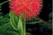 Familija: Amaryllidaceae

Botanicki naziv: Scadoxus multiflorus

Opis vrste: Prirodno staniste ove lukovicaste biljke je Juzna Afrika. To je biljka sa vrlo atraktivnim cvetom. Cvet je do 30 cm u precniku, koji cini i do 200 malih cvetica, jarko crvene boje. Cvetanje traje 2 - 3 nedelje. Zaliva se dosta obilno kada nikne (vrlo sporo nice, od 30 do 60 dana). Kada nikne, vrlo brzo i procveta. Voli da miruje na jednom mestu i tada najbolje uspeva i cveta. Zahteva polusuncano mesto. Lukovica mrzne!!! 

Vreme sadnje: od marta do aprila. To je pre svega saksijska biljka, mada moze da se sadi i u basti. Saksija za sadnju treba da je plica, a sira i dovoljno cvrsta da izdrzi jak koren.Vrh lukovice, prilikom sadnje trba malo da viri iz zemlje. Zemljiste za sadnju treba da je bogato kompostom, porozno i sa dobrom drenazom. Od prevelike vlage lukovica moze da istruli. Biljka se presadjuje svake  3 - 4 godine.

Vreme cvetanja: Cveta tokom leta, od jula do septembra
Kupljenu lukovicu do sadnje cuvati na suvom i hladnom mestu, na temperaturi od 9 - 19 stepeni C.

Kupujete jednu  odraslu lukovicu