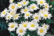 Leucantemum visoki beli

Leukanthemum je predivna visegodisnja biljka neodoljivih cvetova. Visine rasta oko 70 cm. Odlikuje se dugim periodom cvetanja ( jun - septembar). 
Odlican je odabir ako zelite da vasa basta celog leta izgleda lepo  i raskosno. 
Uspeva na svakom tipu zemljista. Voli suncane do polusuncane polozaje.  Biljka ne mrzne i zimzelena je.

Kupujete 1 sadnicu.