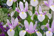 Iris holandica je visegodisnja biljka koja ne mrzne. Ima predivne cvetove, visine oko 50 cm. Cveta od marta do aprila, Idealna je za gajenje u bastama i u saksijama. Lukovice se sade od septembra do decembra. Veoma je cenjena za bukete i cvetne aranzmane
Kupujete 5 lukovica.