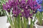 Patuljasti iris koji potice iz Turske, Irana, Iraka, Rusije i Kavkaza. To je lukovičasta biljka koja pripada grupii retikulata irisa. Biljka cveta od februara do aprila.Lake su za uzgoj te se buseni svake godine sve više povećavaju. Sade se veoma plitko, na dubini od 5 cm i na rastojanju do 5 cm. Visina rasta 10 cm. Pogodne su kako za sadnju u basti, tako i za sadnju u saksijama.
Kupujete pet lukovica