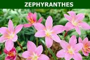 Familija : Amaryllidaceae

Botanicki naziv: Zephyranthes candida

Opis vrste: To je visegodisnja, lukovicasta biljka. U nasim klimatskim uslovima nije zimootporna - mrzne. Ova vrsta vodi poreklo iz tropskih i suptropskih regiona centralne i juzne Amerike. Cvetovi su roze boje, 4- 5 cm i nalaze se na cvetnim drskama dugim 15 cm.
Podnosi celodnevno sunce, voli vlazno i dobro zemljiste. To je jako vazno za dobro cvetanje.

Vreme sadnje: Od aprila do kraja maja. Lukovice treba posaditi uspravno na dubini od 6 - 7 cm, vrat lukovice prilikom sadnje moze da viri iz zemlje. Sade se na medjusobnom rastojanju 6-7 cm. Lukovice mozemo saditi u saksije, zardinjere, po ivici baste, ispod drveca. Posadjene lukovice dobro zalivati.

Vreme cvetanja: od avgusta do oktobra

Kupujete jednu sadnicu