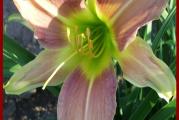 14. Hemerocallis Forsyth Frostbound - Meso 