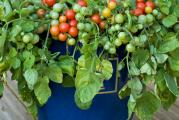 U DNU OVE STRANE SU SVI MOJI OGLASI

Ova vrsta cherry paradajza je kao stvorena za visece saksije jer od tezine plodova pravi padajucu formu tako da ce lepo ukrasiti vas stan ili kucu umesto petunija koje imaju padajucu fornu.
Spojite lepo i korisni, a bogme i ukusno.

Seje se marta-aprila u tople leje, a kasnije se rasade u visece saksije ili zardinjere.

Prodaje se 5 semena