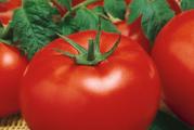 Radi se o domacem paradajzu koj je veoma ukusam i pogodan za ostavljanje zimnice .
Ovaj paradajz dostize velicimu od 200gr do 400gr .
Prodaje se : 5 semena