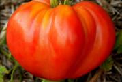 U DNU OVE STRANE SU SVI MOJI OGLASI

Ova sorta paradajza je visoka i bujna, plodovi su crvene boje i  dostizu tezinu do 600-800gr, mada ako se dobro nadjubri i redovno navodnjava moze biti i krupniji.
Seme je prirodno i nije nicim tretirano

Seje se marta-aprila u tople leje, pa se kasnije rasadi na otvorenom


Prodaje se 10 semena