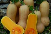 Cucurbita Moschata – Tikvica je vrlo rodna i kvalitetna sorta muskatne tikve „šecerke“. Zreli plodovi mogu da se cuvaju na sobnoj temperaturi do 6 meseci. Medonosna je. U cistom usevu može da donese 100 t/ha zrelih plodova. Beru se botanicki zreli plodovi koji se koriste i u kulinarstvu. 
Prodaje se : 5 semena 