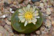 Conophytum maughanii ssp latum - paket sadrzi 10 semenki