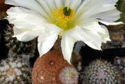 Echinocereus rigidissimus v rubrispinus albiflora - paket sadrzi 10 semenki