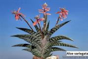 Aloe variegata - paket sadrzi 5 semenki