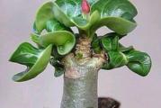 Adenium Thai Socotranum Dorset Horn paket od 5 semenki