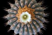 Copiapoa haseltoniana (blue epidermis)- paket sadrzi 10 semenki