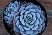 Echeveria minima - paket sadrzi 20 semenki