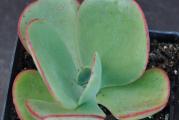 Echeveria gigantea - paket sadrži 20 semenki