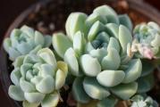 Echeveria elegans v Albicans - paket sadrži 20 semenki