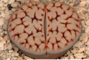 Lithops karasmontana jacobseniana C227 - paket sadrzi 20 semenki