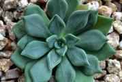 Echeveria heterosepala - paket sadrži 20 semenki