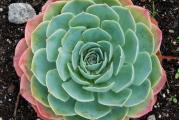 Echeveria secunda v Glauca - paket sadrzi 20 semenki