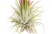 Tillandsia ionanatha- paket sadrži 10 semenki