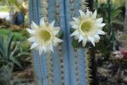 Pilosocereus azureus - paket sadrzi 5 semenki