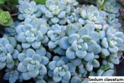 Sedum clavatum - paket sadrzi 20 semenki