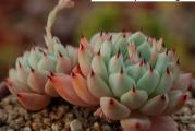 Echeveria cuspidata v zaragozae - paket sadrzi 20 semenki