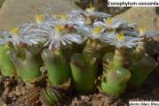 Conophytum concordans - paket sadrzi 10 semenki