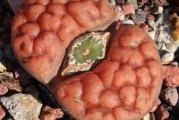 Lithops karasmontana /Tischeri/ - paket sadrži 20 semenki