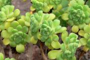 Aeonium lindleyi - paket sadrzi 20 semenki