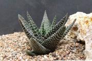 Gasteria mix - paket sadrzi 10 semenki