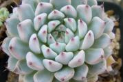 Echeveria cuspidata  v gemmula - paket sadrzi 20 semenki