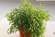 Rhipsalis cereuscula - paket sadrži 20 semenki
