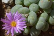 Conophytum taylorianum ssp ernianum- paket sadrži 10 semenki