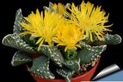 Faucaria tuberculosa - paket sadrzi 20 semenki