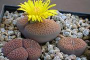 Lithops hookeri mix - paket sadrži 20 semenki