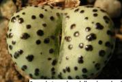 Conophytum obcordellum mundum - paket sadrži 10 semenki