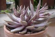 Echeveria bifida - paket sadrzi 20 semenki