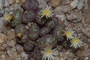 Conophytum obcordellum ssp rolfii - paket sadrzi 10 semenki