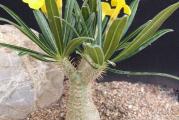 Pachypodium rosulatum ssp. cactipes - paket sadrzi 5 semenki