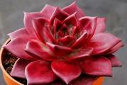 Echeveria agavoides v Romeo Rubin - paket sadrzi 20 semenki