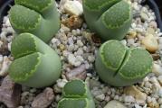 Lithops salicola /C351A Malachite/ - 20 semenki